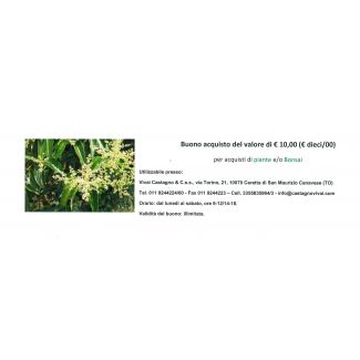 Buono acquisto PIANTE-BONSAI € 10,00