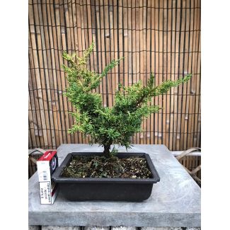 Bonsai Juniperus chinensis