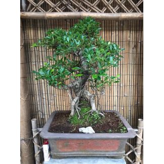 Bonsai Ficus retusa