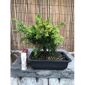 Bonsai Juniperus chinensis