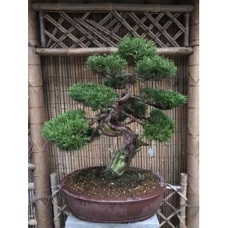 Bonsai Juniperus chinensis