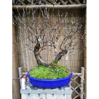 Bonsai Lonicera caprifolium (Caprifoglio)