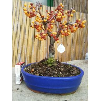 Bonsai micromalus