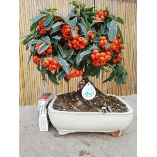 Bonsai Pyracantha