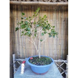 Bonsai Camellia sasanqua