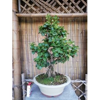 Bonsai Ligustrum  japonicum