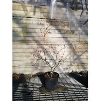 Acer Palmatum Katsura