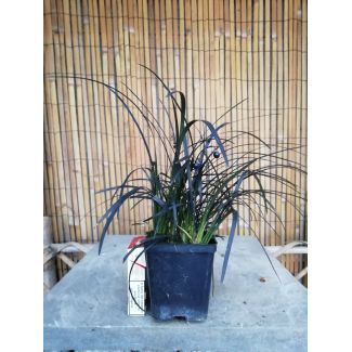 Convallaria Japonica nera