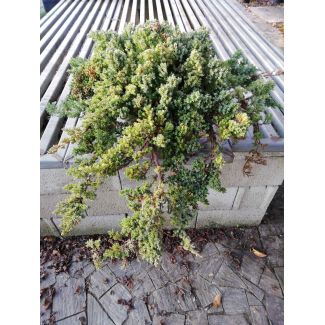 Juniperus Procumbes