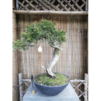 Bonsai Juniperus sabina