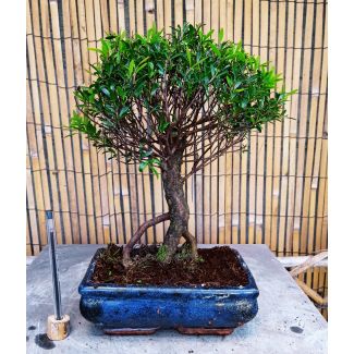 Bonsai Syzygium sinensis