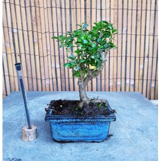 Bonsai Ilex microphylla