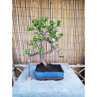 Bonsai Portulacaria