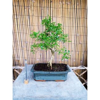Bonsai Serissa