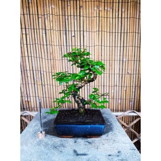 Bonsai Carmona