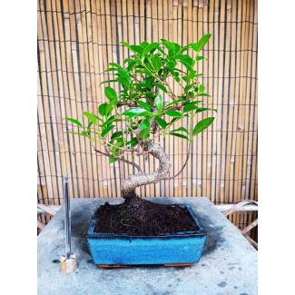 Bonsai Ficus