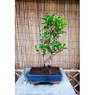 Bonsai Ficus