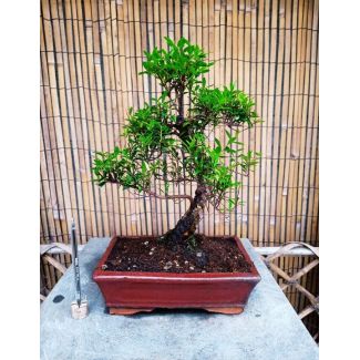 Bonsai Syzygium