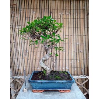 Bonsai Ficus