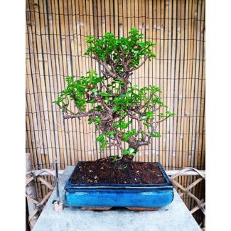 Bonsai Portulacaria