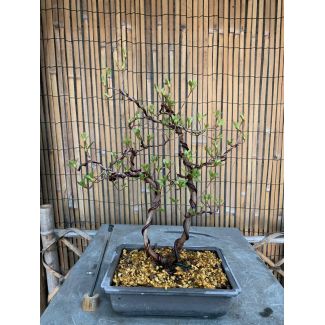 Bonsai Azalea