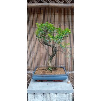 Bonsai Ficus retusa