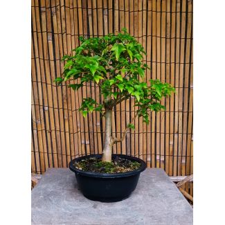 Bonsai Acer buergerianum