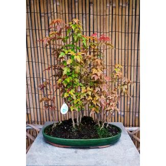 Boschetto Bonsai  Acer buergerianum