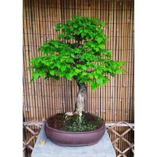 Bonsai Olmo campestre