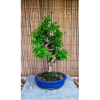 Bonsai Melograno