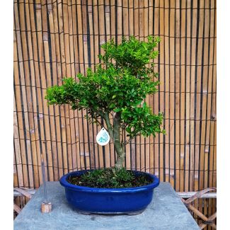 Bonsai Ilex crenata