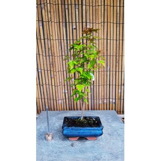 Bonsai Acer buergerianum