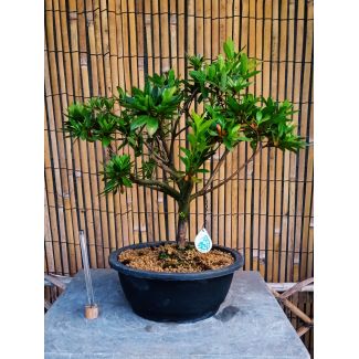 Bonsai Azalea