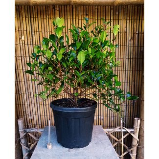 Photinia