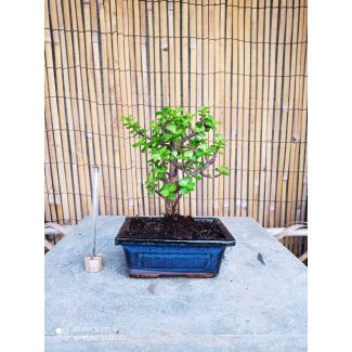 Bonsai Portulacaria