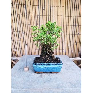 Bonsai Serissa variegata