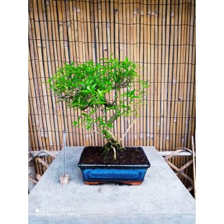 Bonsai Serissa japonica