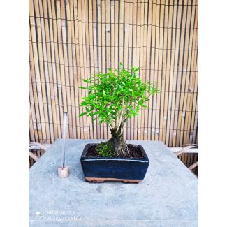 Bonsai Serissa