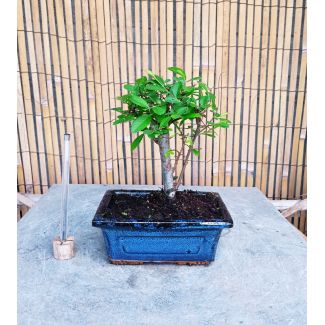 Bonsai Zelkova