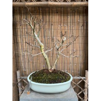 Lagerstroemia