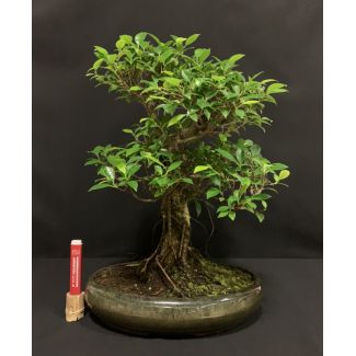 Ficus Retusa